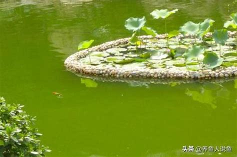 戶外魚池水變綠 考運